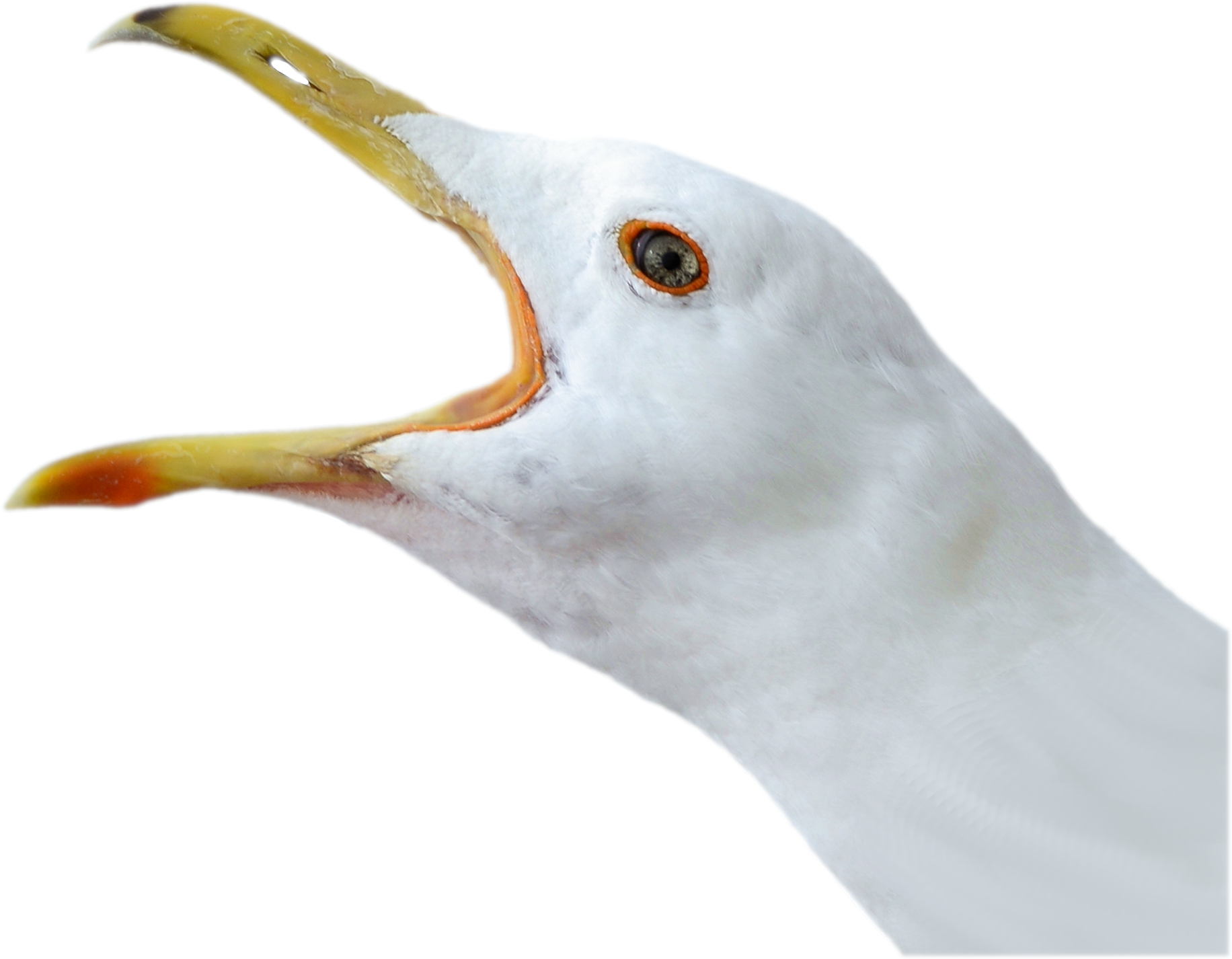 A gull with it's beak wide open positioned around the hex sticker.