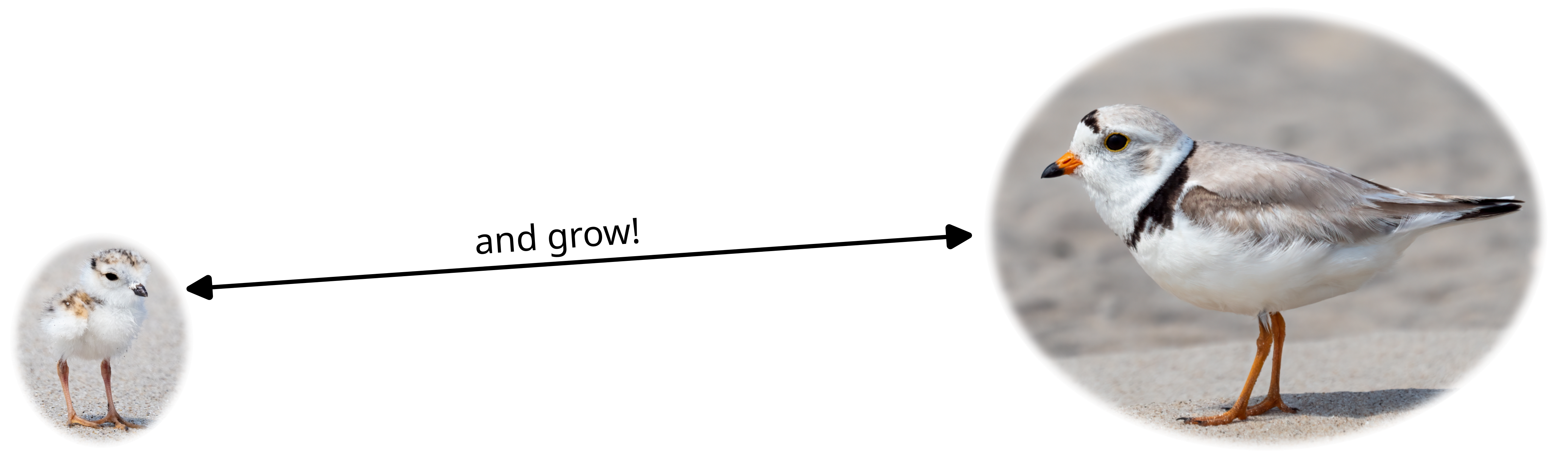 A fluffy white piping plover chick (shore bird) with an arrow leading to a white and grey adult piping plover. The words 'and grow!' are on the arrow