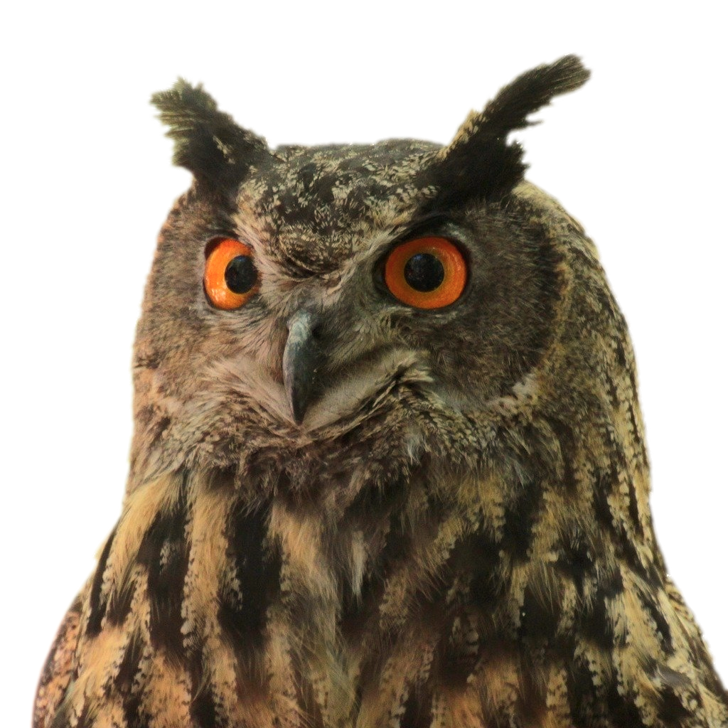 An owl with big orange eyes looking to the left